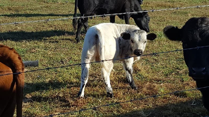 Island Green Golf Club photo 4