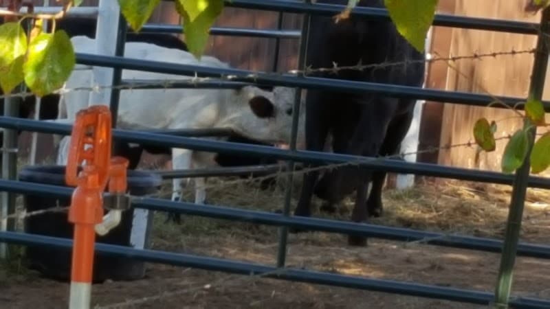 Island Green Golf Club photo 5