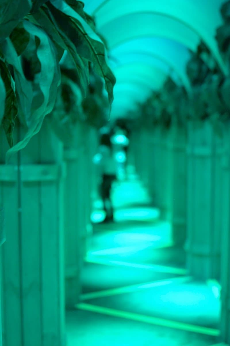 The Mirror Maize photo 2