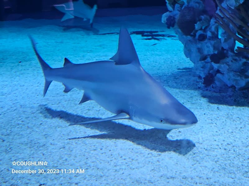 Blue Zoo Aquarium Rogers