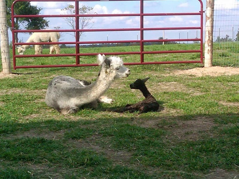 Morning Moon Alpacas photo 3