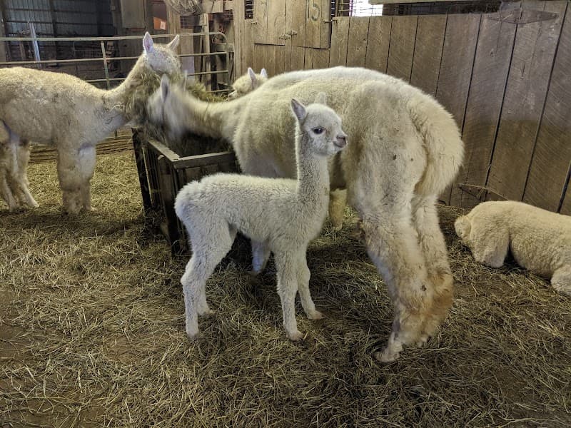 Morning Moon Alpacas photo 4