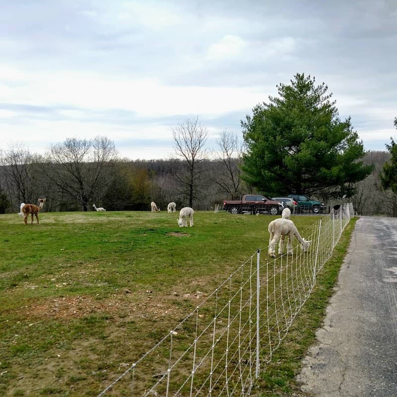 Morning Moon Alpacas photo 5