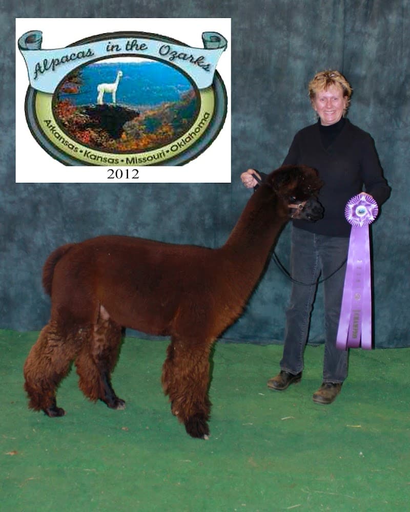 Morning Moon Alpacas photo 1