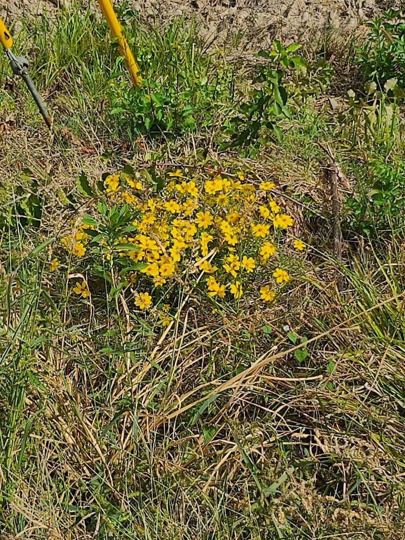 Ossie Louise Park photo 5