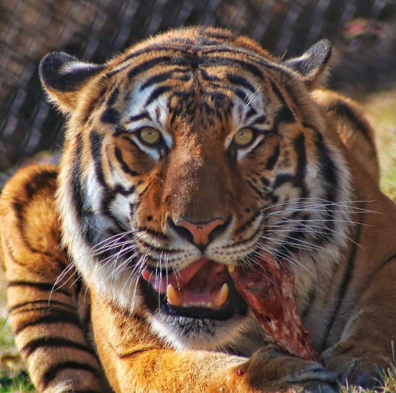 Dickerson Park Zoo photo 2