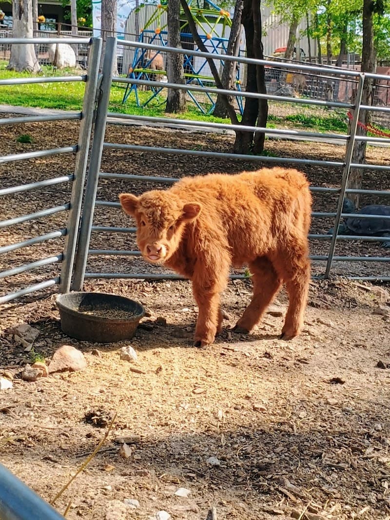 Branson's Promised Land Zoo photo 5