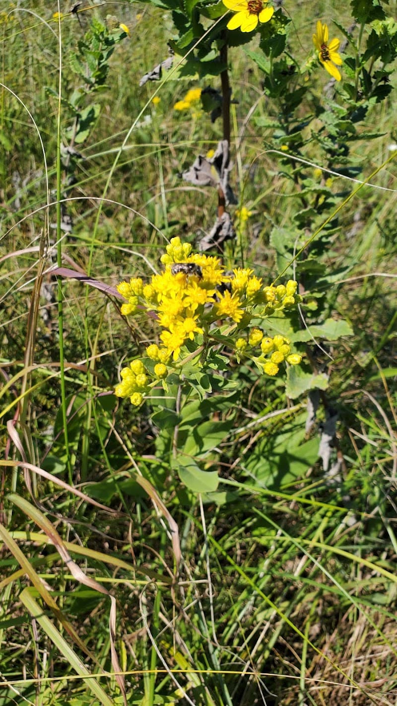 Mount Vernon Prairie photo 4