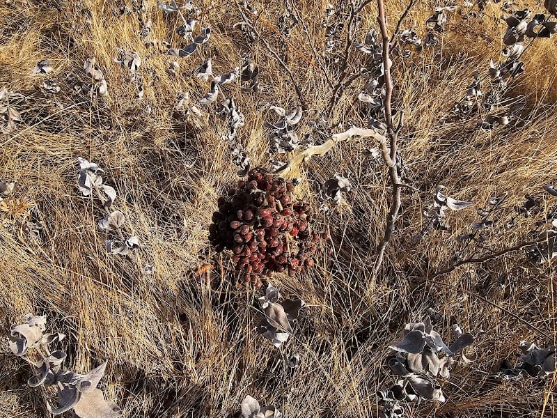 Mount Vernon Prairie photo 5