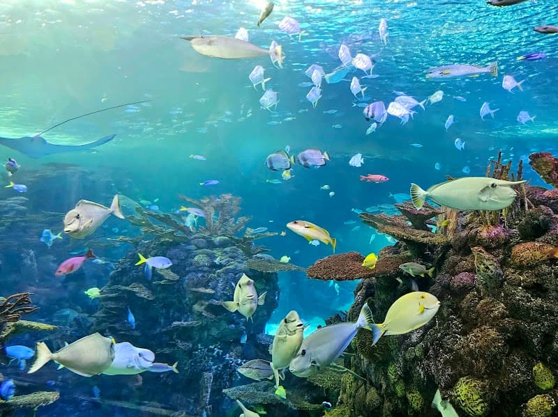 Branson Boardwalk photo 6