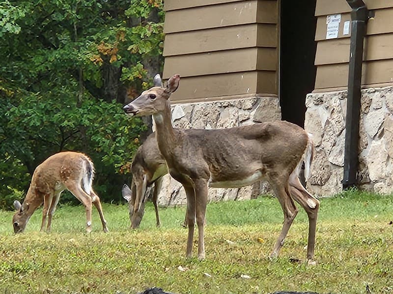 Lake of the Ozarks State Park photo 4