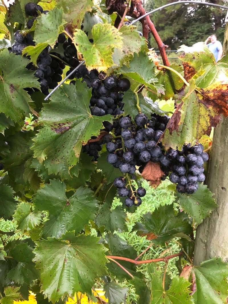 Keels Creek Winery photo 2