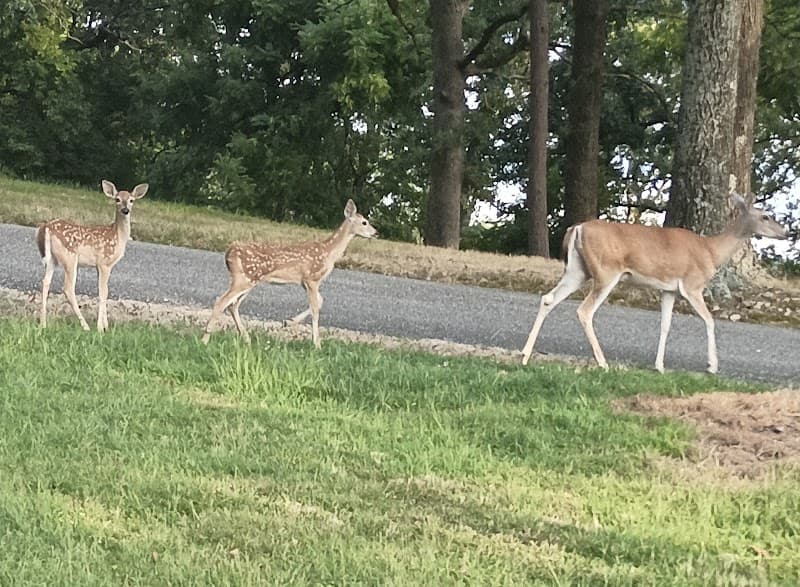 Honey Creek Area at Grand Lake State Park photo 6