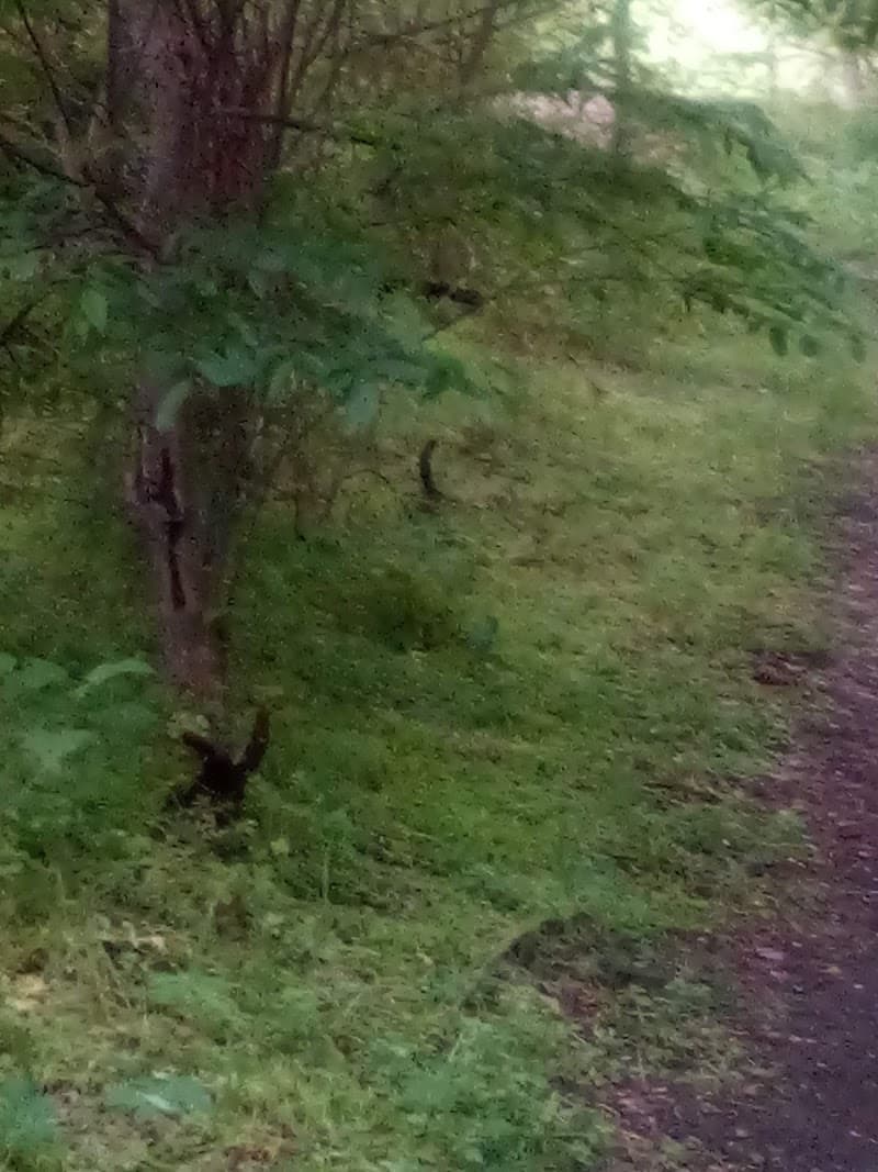 Douglas-Maxey Park photo 6