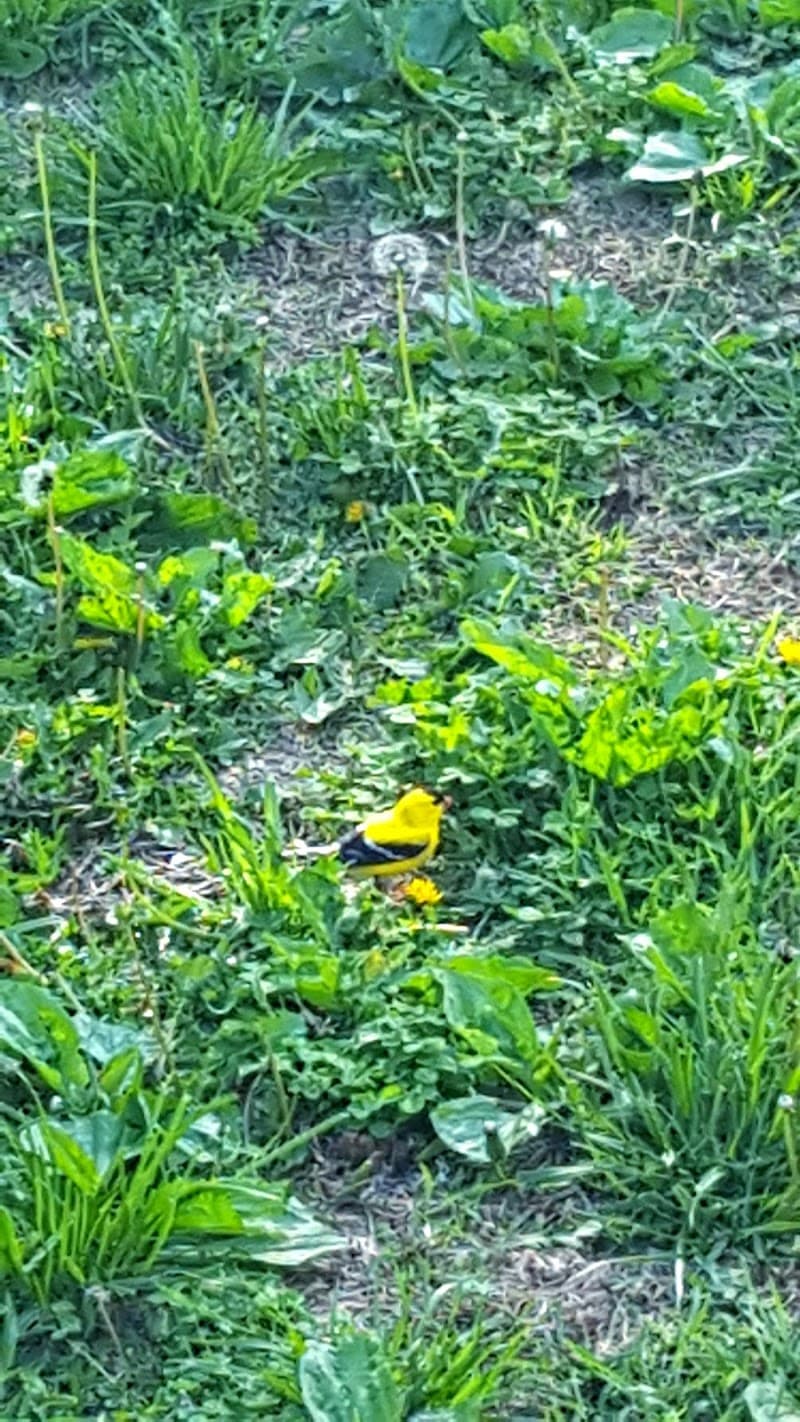 Jackson Street Park photo 6