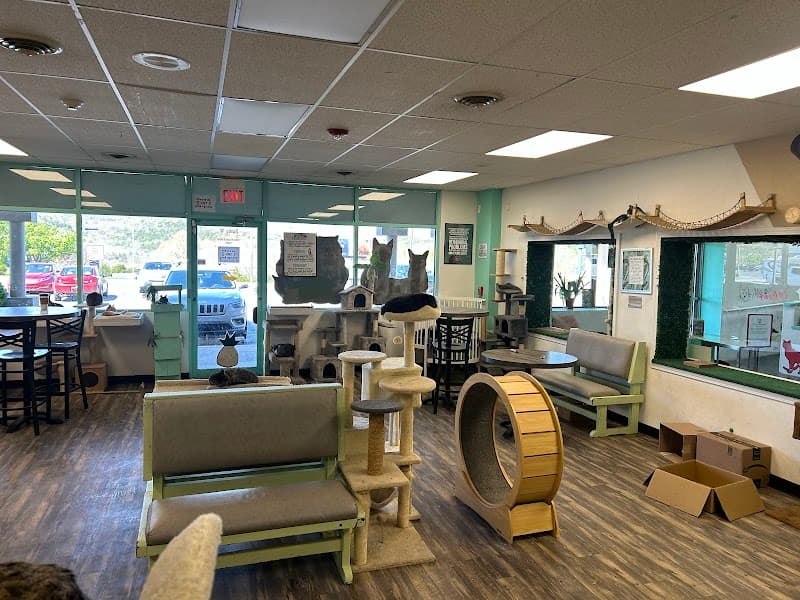 Mochas and Meows photo 2