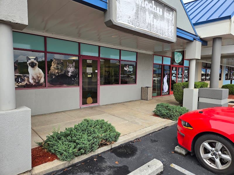 Mochas and Meows photo 6