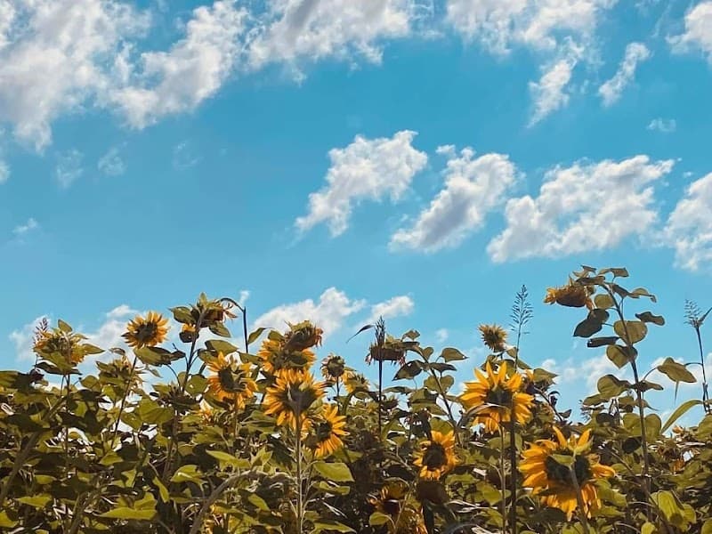 Greystone Disc Golf Course at Miller Farm Park photo 1