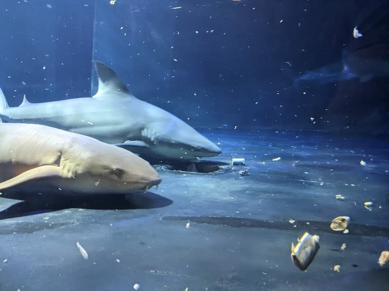 Oklahoma Aquarium photo 4