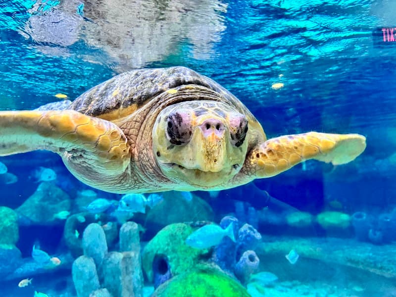 Oklahoma Aquarium photo 5