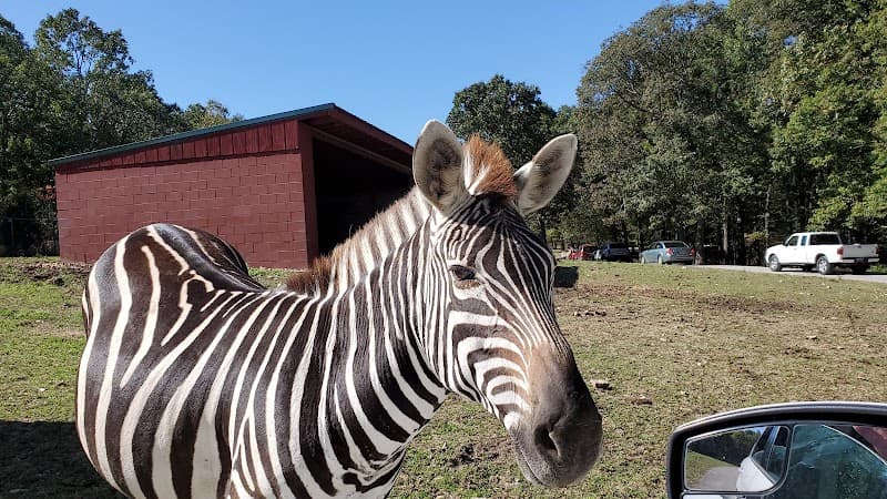 Wild Animal Safari - Springfield/Strafford, Missouri photo 3