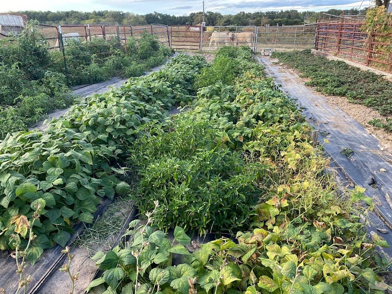 Plant to Plate - Stolz Fresh Farm Market photo 4