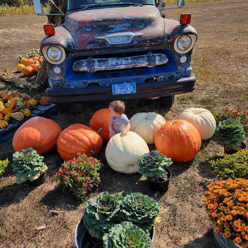 The Pumpkin Patch at 83 and Vine Farm photo 2