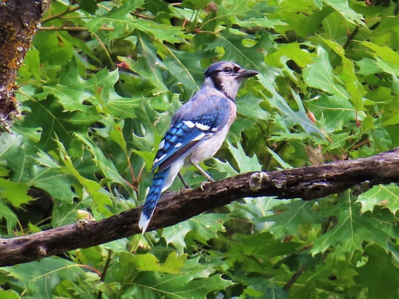 Beyond the Ozarks River Tours - Guided Boat Wildlife Nature Tours on Beaver Lake Northwest Arkansas photo 4