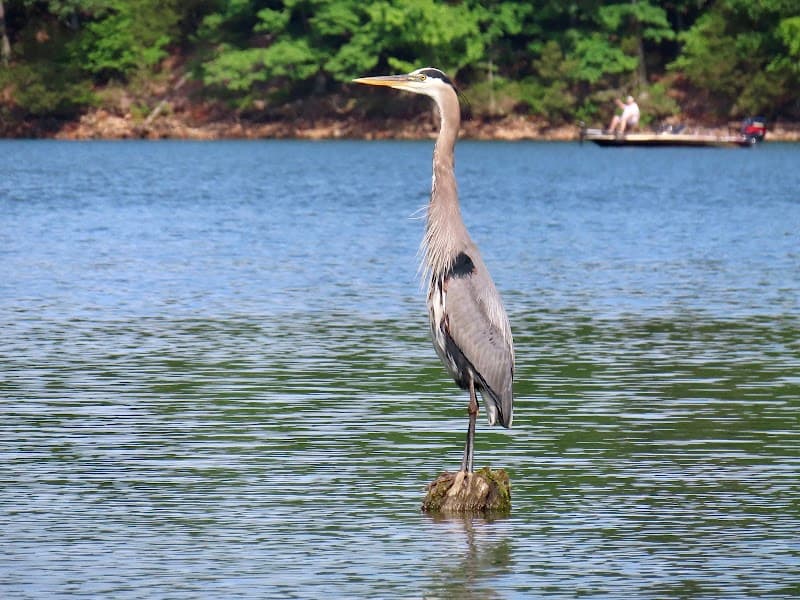 Beyond the Ozarks River Tours - Guided Boat Wildlife Nature Tours on Beaver Lake Northwest Arkansas photo 5