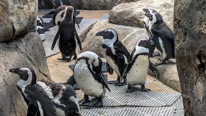 Little Rock Zoo photo 4