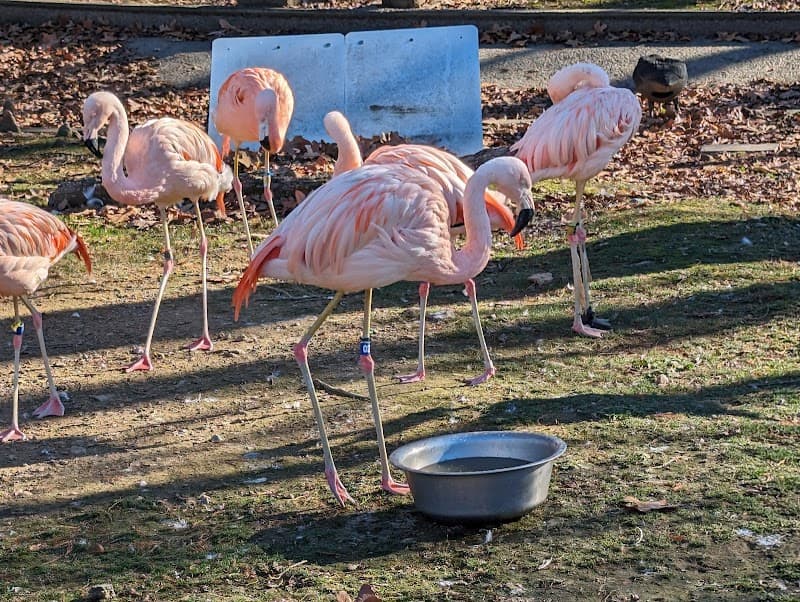 Little Rock Zoo photo 6